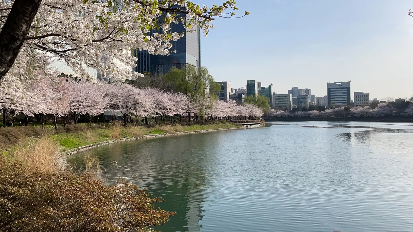 Cherry blossoms along Seokchon Lake in Jamsil, Seoul.